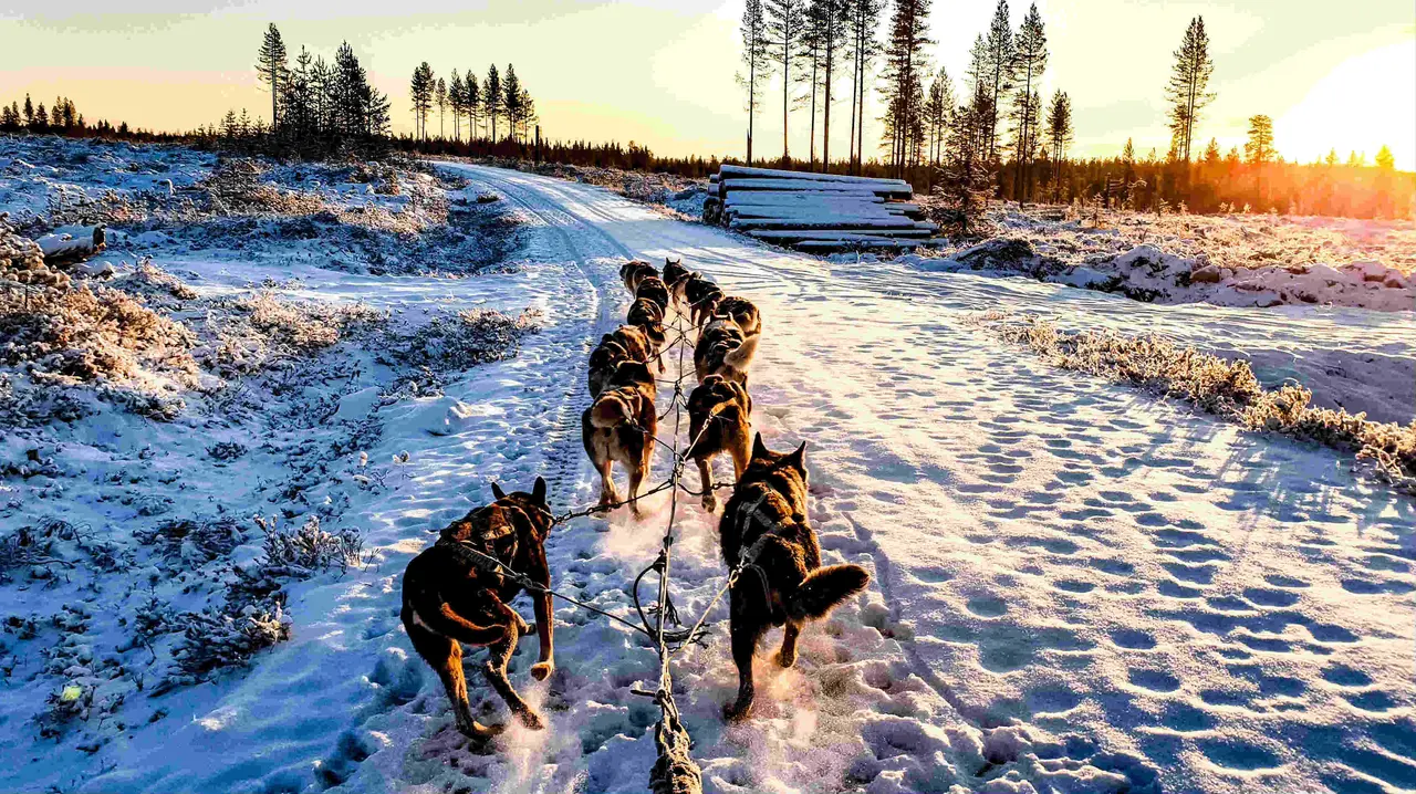 Training dogsledding in Hossa by Leo Mengoli
