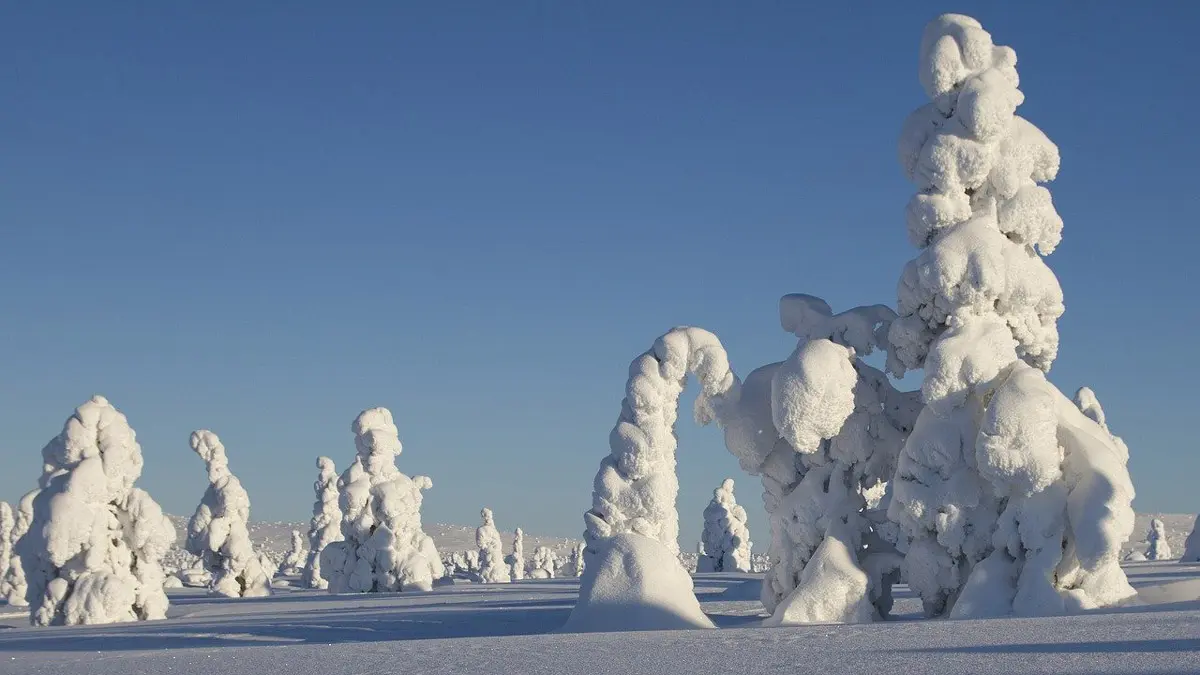 Sentinels-of-the-Arctic-in-Lapland
