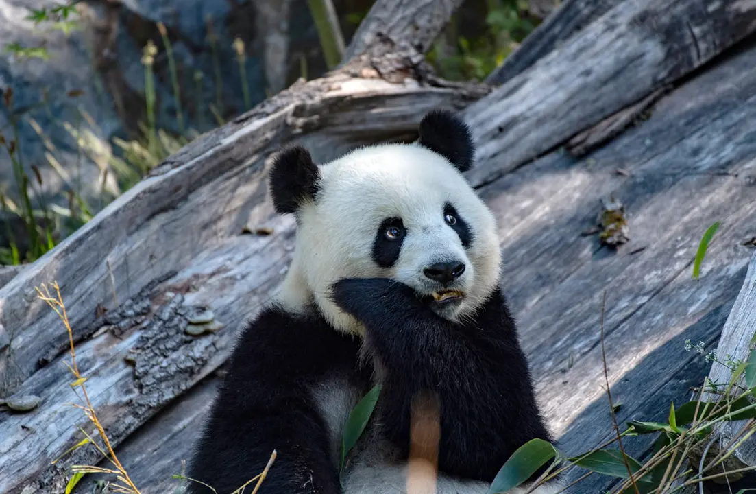 Berlin: Panda Meng Meng eats tree leaves inside its enclosure at the Berlin Zoo. Photo: Paul Zinken/dpa
