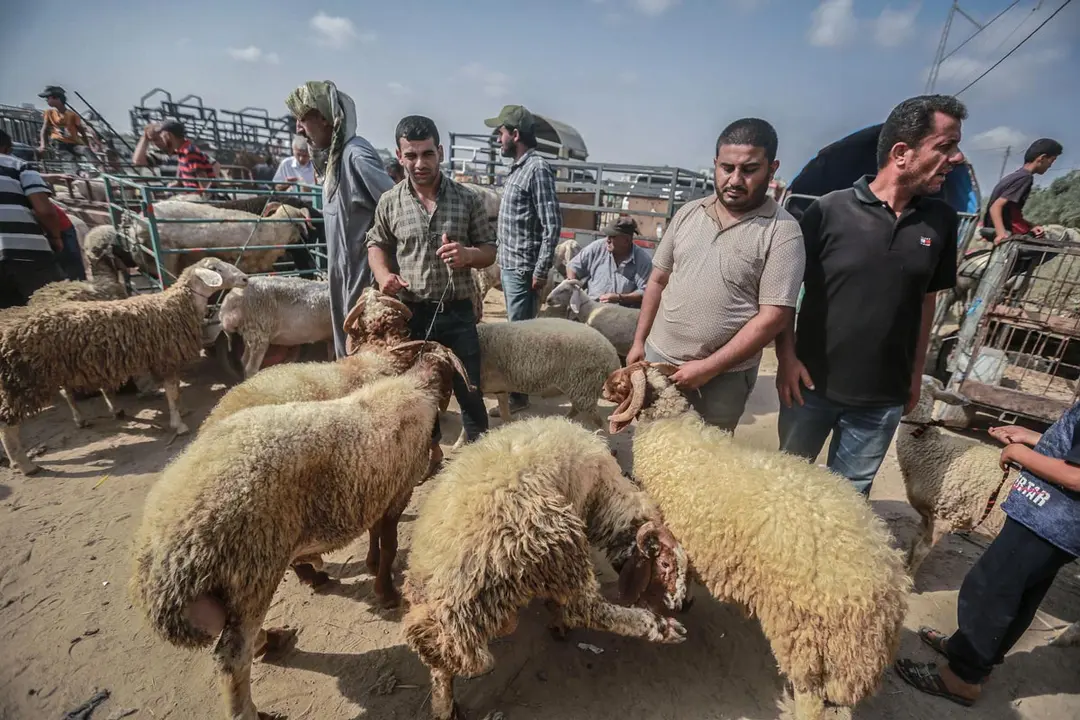 28 July 2020, Palestinian Territories, Deir al Balah: Cattle traders and customers gather at Deir al Balah livestock market ahead of the Muslim&#39;s holiday of Eid al-Adha. Eid al-Adha is the holiest feast in Islam, during which Muslims slaughter cattle and sheep to commemorate the willingness of the Prophet Ibrahim (Abraham) to sacrifice his son Ishmael. Photo: Mohammed Talatene/dpa