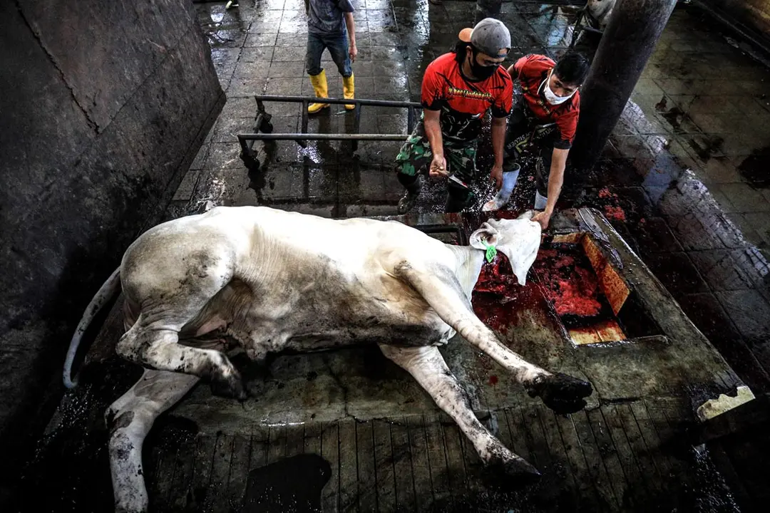 Indonesia, Bandung: Butchers slaughter a sacrificial cow on the first day of the Muslim holiday of Eid al-Adha which is also known as the &#34;Festival of Sacrifice&#34;. Eid al-Adha is the holiest feast in Islam, during which Muslims slaughter cattle and sheep to commemorate the willingness of the Prophet Ibrahim (Abraham) to sacrifice his son Ishmael. Photo: Agvi Firdaus/dpa.