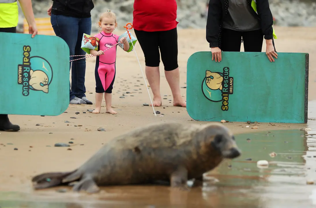 07 August 2020, Ireland, Courtown: Toddler Georgia Tomkins from Kiltipper, watches as Scribbly Gum, an 8-month-old grey seal, is released on a beach in Courtown. The seal was rescued in January by the Seal Rescue Ireland in Donegal, with an eye infection which required surgery to remove the eye as part of his rehabilitation before release. Photo: Brian Lawless/dpa.