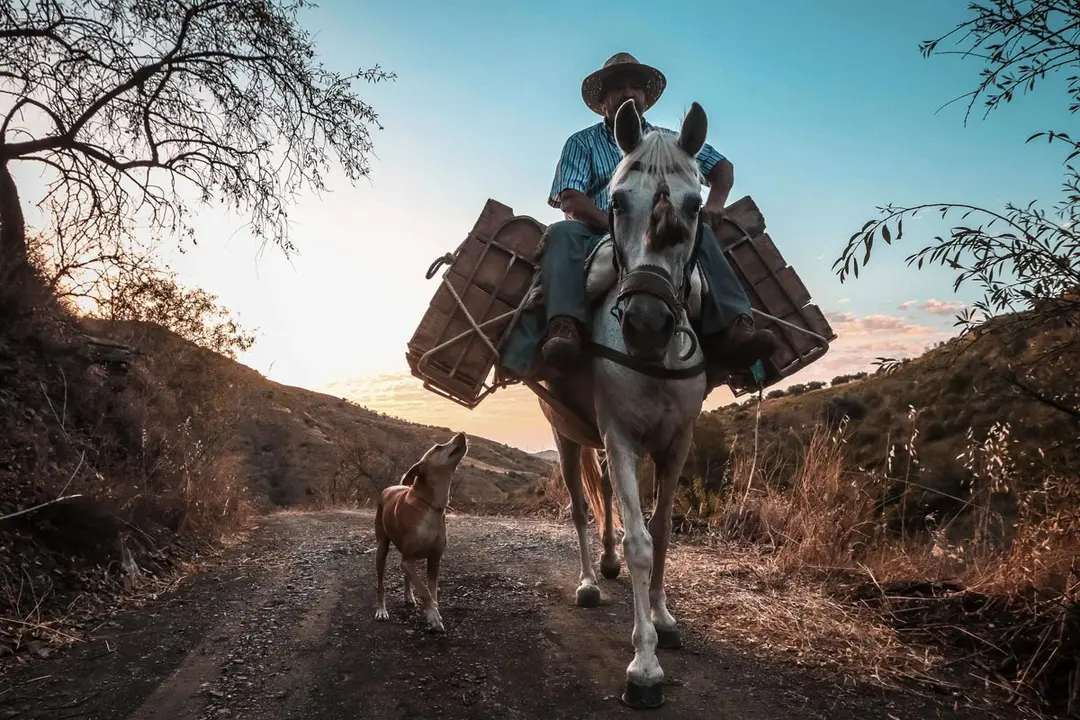 27 August 2020, Spain, El Borge: A man rides a horse loaded with grapes during the harvest season. Photo: Lorenzo Carnero/dpa.