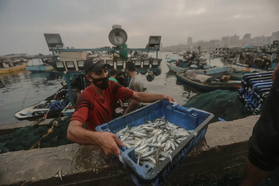 Palestinian Territories, Gaza City: Palestinian fishermen unload their catch after a night fishing trip in the Gaza port. Israel has reopened a 15-mile (25 km) fishing zone off the coast of Gaza after an agreement through international mediators to end the latest round of cross-border violence between Hamas and Israel. Photo: Mohammed Talatene/dpa.