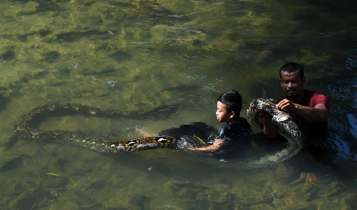31 October 2020, Malaysia, Balik Pulau: A man and his son play with the seven-meter-long and 220-kilogram batik python snake named &#39;Cik Kiah&#39; in Kampung Titi Teras. Photo: K.Ganeson/dpa.