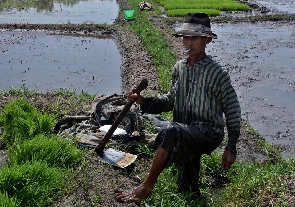 15 November 2020, Indonesia, Malang: A worker cultivates a land ahead of the third rice planting season on the rice field areal in Langlang village. According to the central statistics agency (BPS), the country&#39;s economy contracted at a rate of 3.49 percent in the third quarter of 2020, bringing the country&#39;s economy into recession. Photo: Aman Rochman/dpa.
