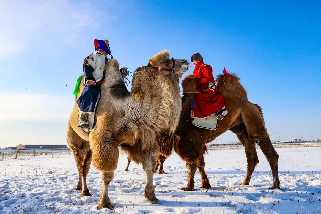 27 December 2020, China, Hulun Buir: Mongolians herders ride Bactrian camels as they take part in the camel beauty contest in Inner Mongolia. Photo: -/TPG via ZUMA Press/dpa