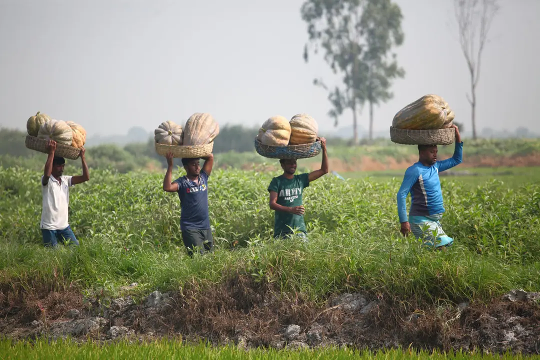 04 February 2021, Bangladesh, Dhaka: Bangladesh farmers harvest pumpkins at Arial Beel wetland. Photo: Habibur Rahman/ZUMA Wire/dpa.