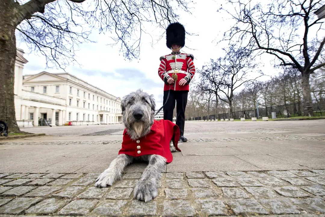 16 March 2021, United Kingdom, London: The Irish Guards' new mascot, Irish wolfhound Turlough Mor, lies in front of his handler Drummer Adam Walsh at Wellington Barracks before being presented with his shamrock ahead of the regiment's private Saint Patrick's Day celebrations. Photo: Ian West/PA Wire/dpa