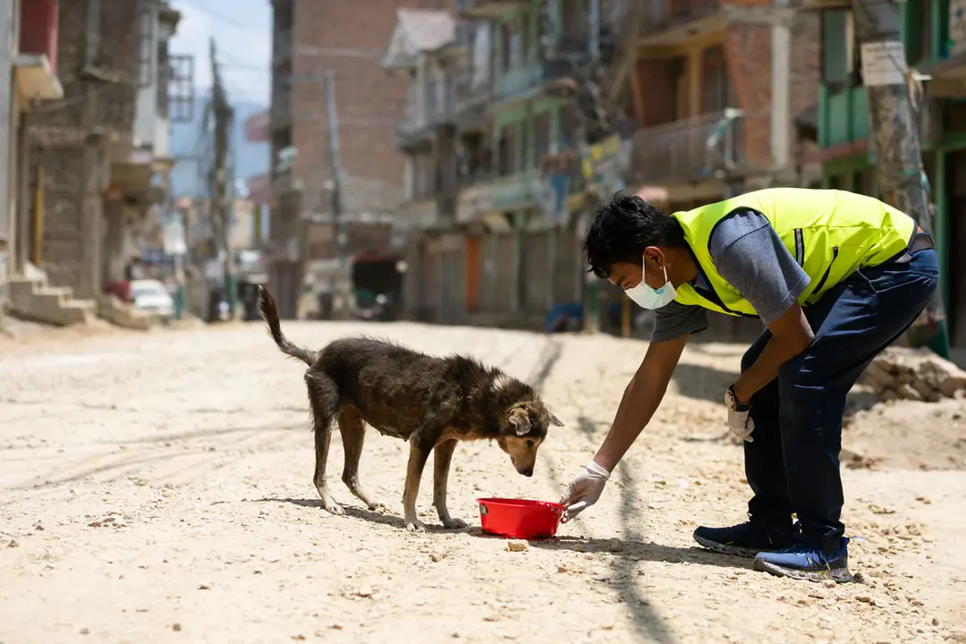 09 May 2021, Nepal, Kathmandu: A Nepalese Youth Volunteer affected by 'Animal welfare Nepal' feeds a stray dog. Photo: Prabin Ranabhat/SOPA Images via ZUMA Wire/dpa