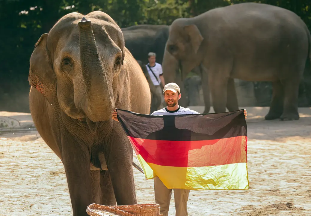 18 June 2021, Hamburg: Yashoda, an elephant, uses his trunk to hold up the German flag at the Hagenbeck Zoo, predicting Germany will win against Portugal during Saturday's UEFA EURO 2020 Group F soccer match, which to take place in Munich. Photo: Ulrich Perrey/dpa