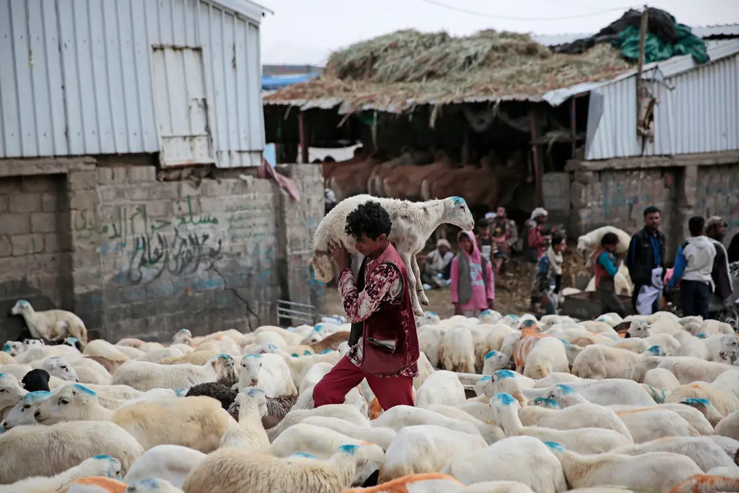 18 July 2021, Yemen, Sanaa: A Yemeni livestock merchant carries a sheep as Muslims prepare for the upcoming holiday of Eid al-Adha, or "Feast of Sacrifice," at an animal market. Eid al-Adha is the holiest feast in Islam, during which Muslims slaughter cattle and sheep to commemorate the willingness of the Prophet Ibrahim (Abraham) to sacrifice his son Ishmael. Photo: Hani Al-Ansi/dpa