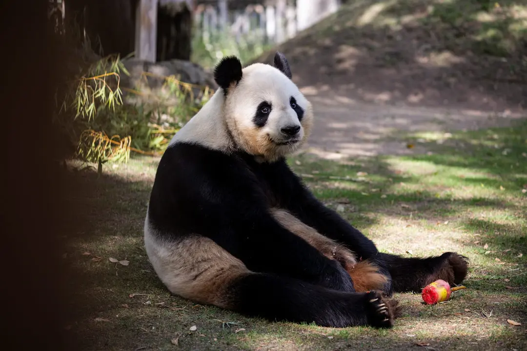 12 August 2021, Spain, Madrid: Bing Xing the panda eats ice cream in it's enclosure at the Zoo Aquarium of Madrid during a heatwave that hits Spain. Photo: Alejandro Martínez Vélez/EUROPA PRESS/dpa