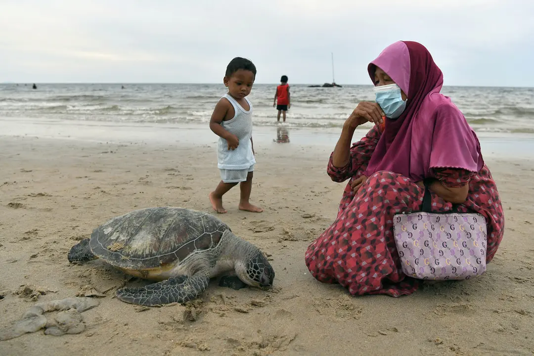 26 September 2021, Malaysia, Kuala Terengganu: A woman and a child look at the turtle that was found dead on the coast of Pandak in Chendering yesterday afternoon. The turtle is estimated to be between four and five years old and suffered injuries in the eye area. According to Terengganu State Fisheries Department Director Ruzaidi Mamat, the turtle's death may have drowned trapped in a net. This is the 38th Agar turtle death that has been recorded this year. Photo: Mohd Khairul Fikiri Osman/BERNAMA/dpa