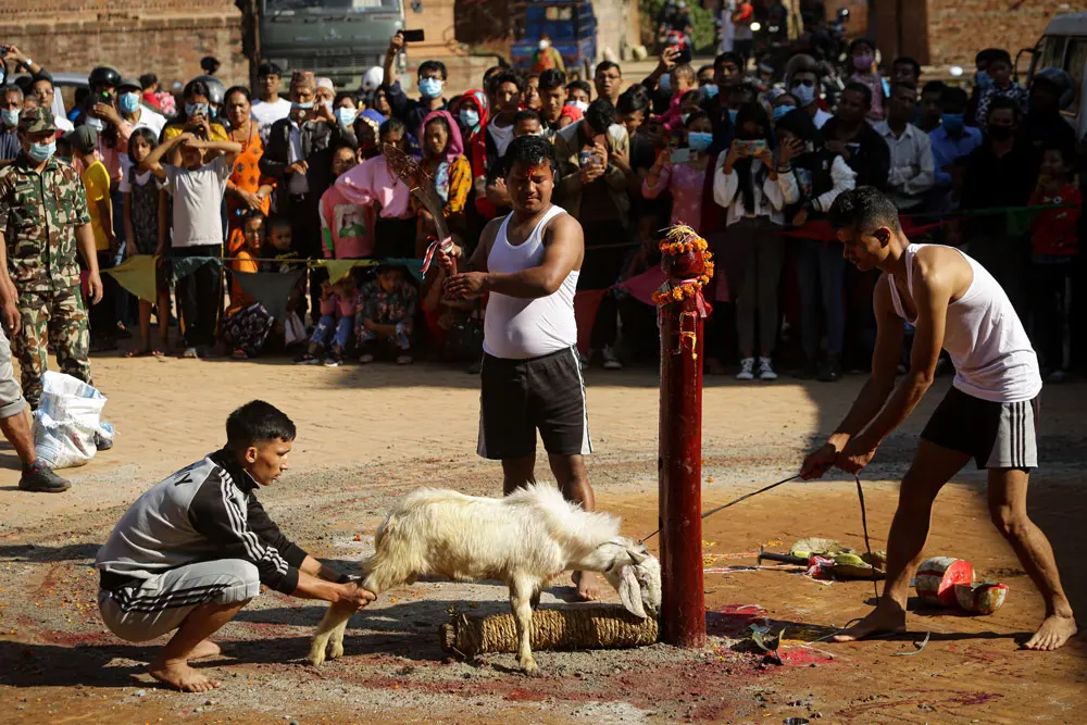 14 October 2021, Nepal, Bhaktapur: Soldiers of the Nepalese Army slay a goat as offerings to Gods and Goddesses during Navami, the ninth day of the Dashain festival in Bhaktapur. Photo: Amit Machamasi/ZUMA Press Wire/dpa