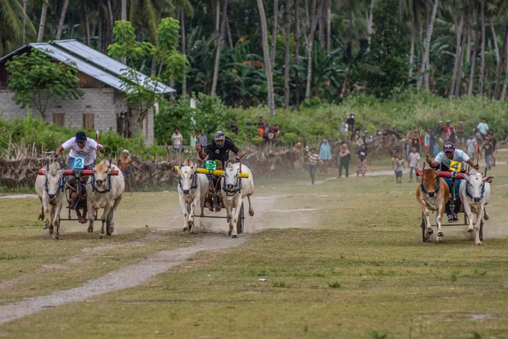 21 October 2021, Indonesia, Sigi: Men compete in a traditional bull race, locally known as Karapan Sapi. Photo: Adi Pranata/ZUMA Press Wire/dpa