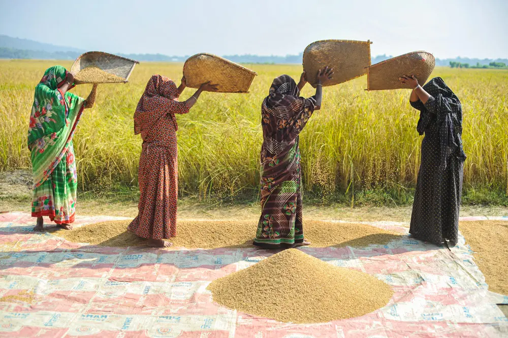 27 November 2021, Bangladesh, Sylhet: Villagers in the Panthumai area processed paddy rice that they harvested. Photo: Md Rafayat Haque Khan/ZUMA Press Wire/dpa.