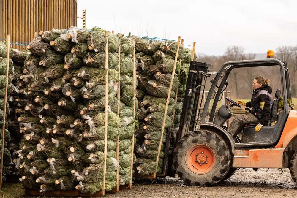 02 December 2021, Lower Saxony, Boesinghausen: An employee of the Christmas tree market "Billen Forst" move Christmas trees wrapped in bale net. Photo: Swen Pfoertner/dpa.