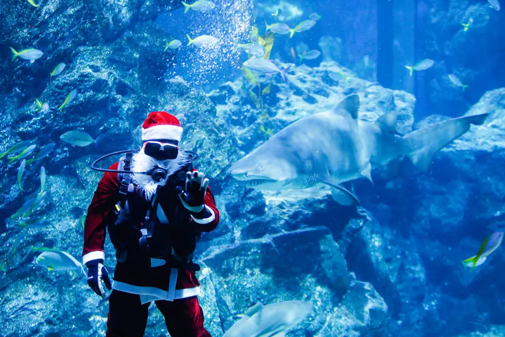 08 December 2021, Thailand, Bangkok: A diver dressed up as Santa Claus swims next to a shark at the Sea Life Aquarium. Photo: Chaiwat Subprasom/SOPA Images via ZUMA Press Wire/dpa.