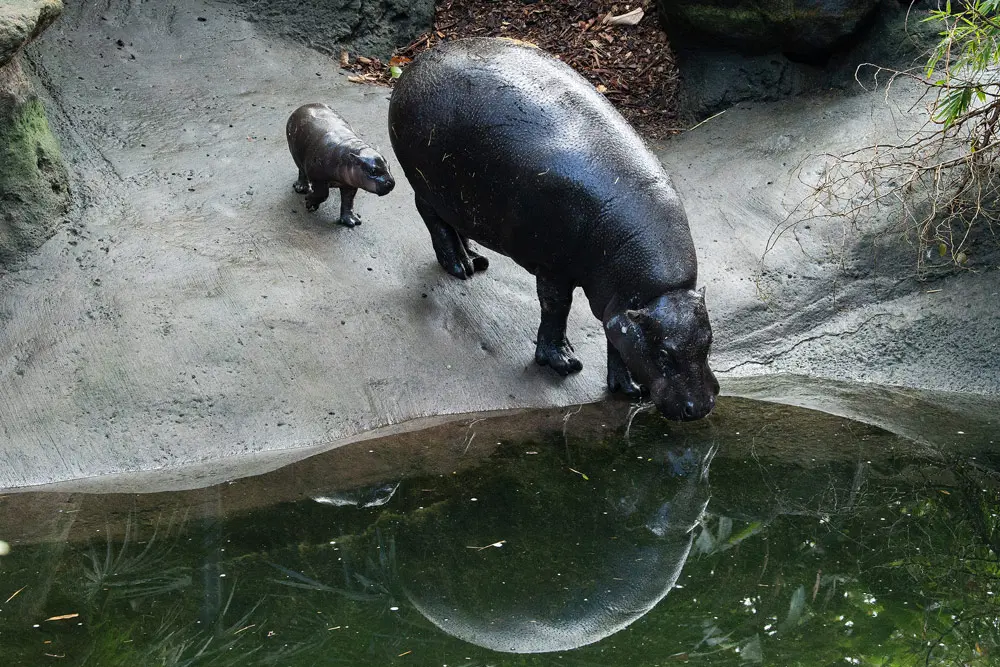 09 December 2021, Australia, Sydney: A two-week-old Pygmy Hippo calf makes her first appearance with her mother Kambiri at Taronga Zoo. Photo: Bianca De Marchi/AAP/dpa.