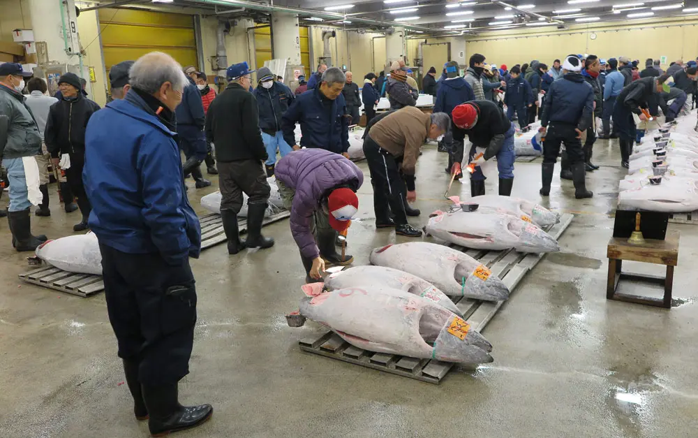 FILED - 23 January 2017, Japan, Tokyo: Handlers inspect freshly caught fish in the Tsukiji fish market. A bluefin tuna netted 16.8 million yen (144,815 dollars) at the Tokyo fish market's first auction of the year on Wednesday. Photo: picture alliance / Lars Nicolaysen/dpa.