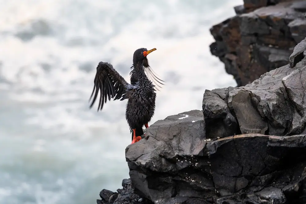 21 January 2022, Peru, Ancon: A bird tainted with oil stands on a rock at the beach after an oil spill at the La Pampilla refinery, owned by the Spanish group Repsol. Last weekend, about 6000 barrels (159 litres each) of oil spilt during the unloading of a tanker. High waves following the eruption of the Hunga-Tonga-Hunga-Ha'apai volcano on Tonga caused the accident, Respol said. Photo: Hidalgo Calatayud Espinoza/dpa.