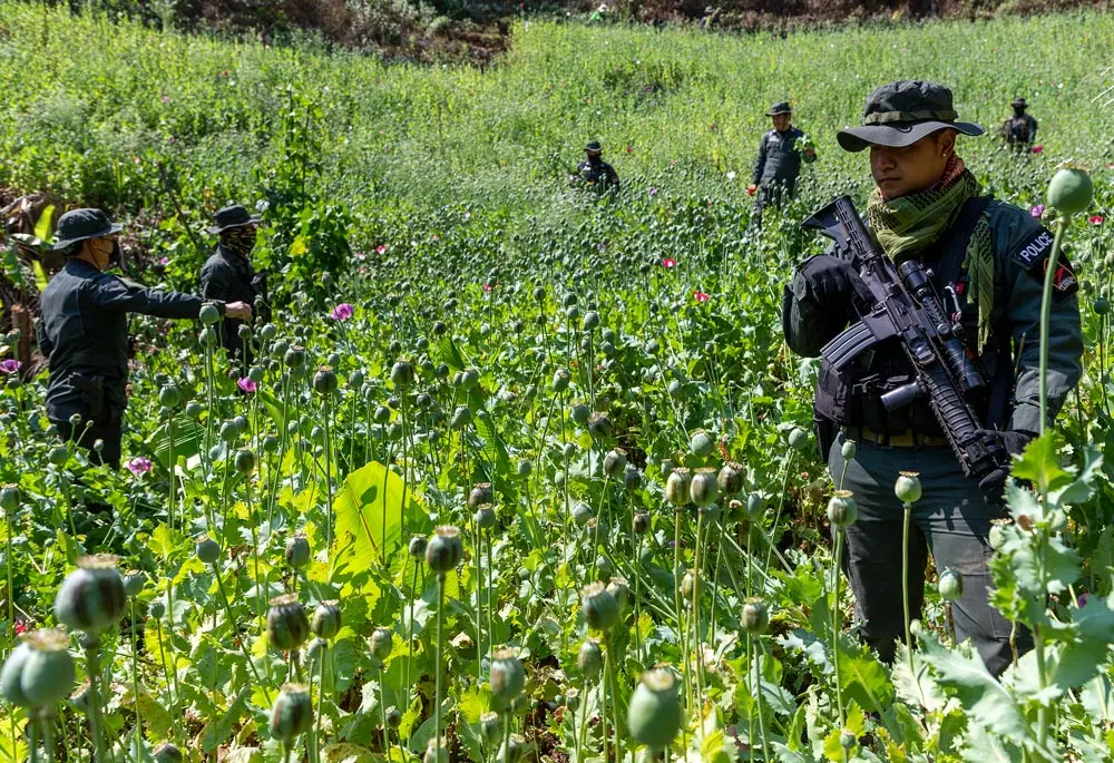 25 February 2022, Thailand, Mae Wang: An officer of the Thai Border Police Region 3 stands guard in the district while an opium poppy field is destroyed near Mae Wang in Chiang Mai province, northern Thailand. Opium, or heroin, is produced from the opium poppy. Afghanistan is the world's largest opium producer, Myanmar the second largest and Thailand the third largest. Photo: Pongmanat Tasiri/SOPA Images via ZUMA Press Wire/dpa.