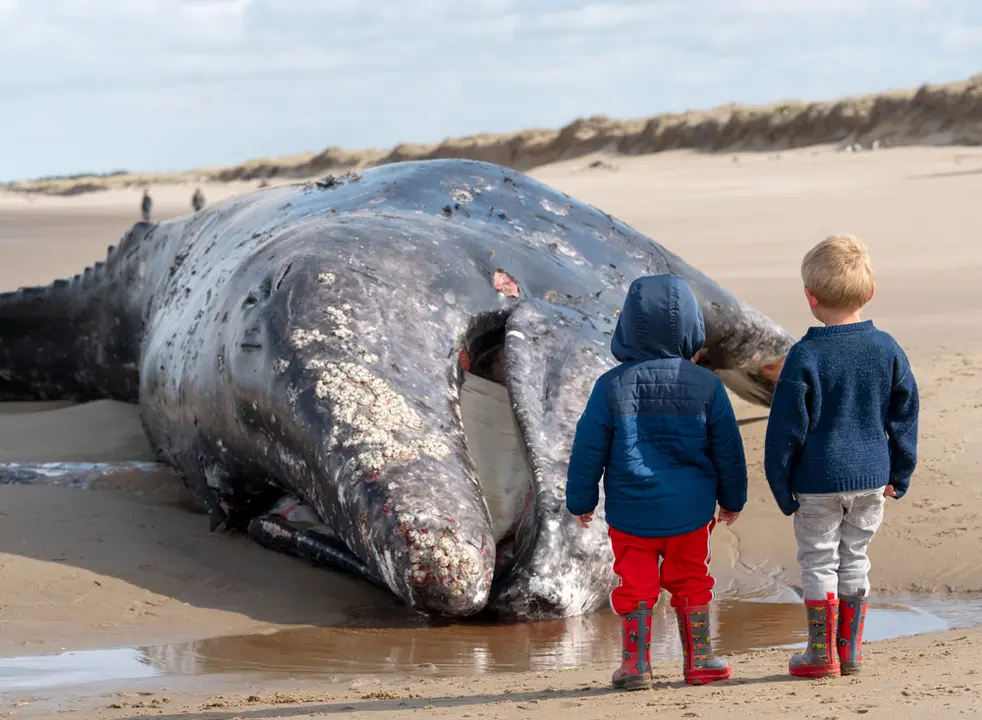 21 April 2022, US, Elkton: Children stand in front of a dead gray whale on the beach near Winchester Bay on the Pacific coast. Officials said it was a male whale in its late teens weighing about 6,000 pounds. The whale washed up on the beach a few days ago. Photo: Robin Loznak/ZUMA Press Wire/dpa.
