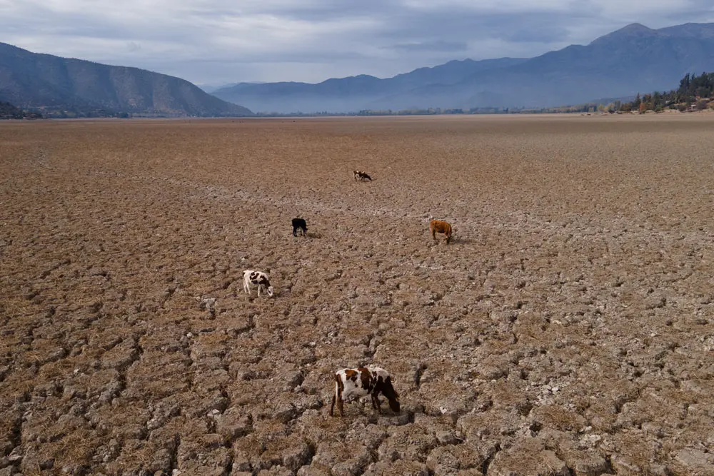 22 April 2022, Chile, Paine: A group of cows eats weeds that have grown on the bottom of the Aculeo lake, which was filled with water a few years ago. The country is experiencing the worst drought in its history. Photo: Matias Basualdo/ZUMA Press Wire/dpa.