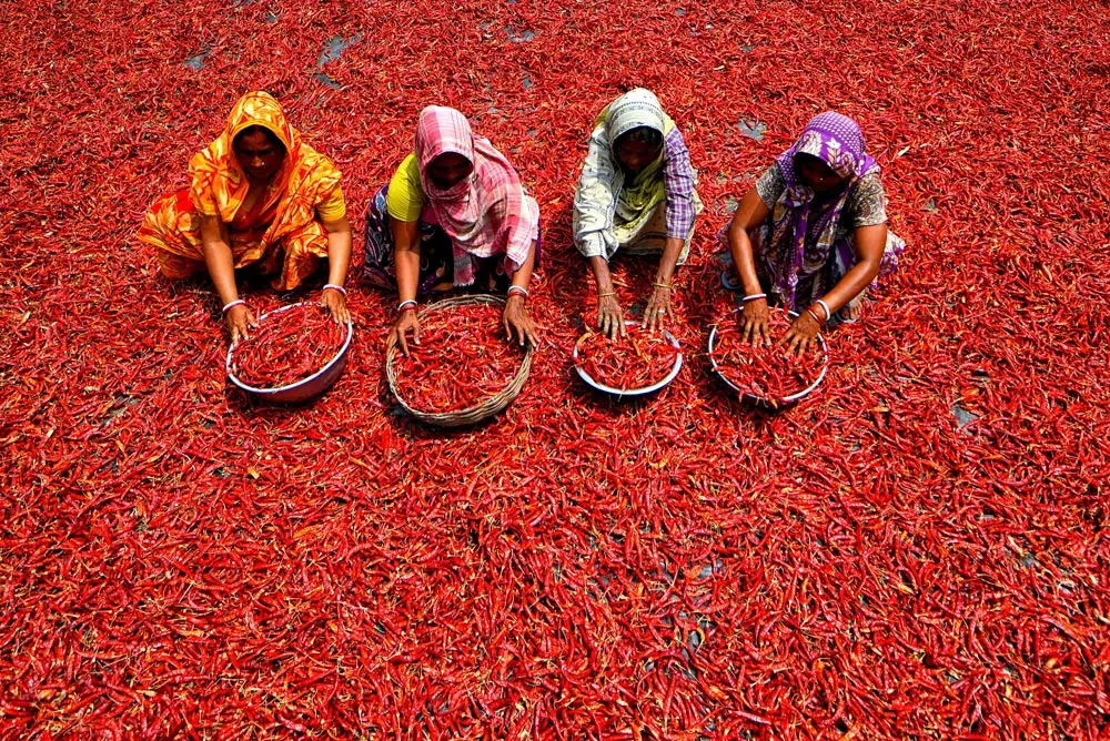14 May 2022, India, Hooghly: Female workers process and dry red chilli peppers under the sun on the banks of the Ganges River in the Hooghly district of West Bengal. Every day, after 8 hours of work, these workers earn about 2 US dollars (150 INR), which is one of the main sources of income for their families before the monsoon. Photo: Avishek Das/SOPA Images via ZUMA Press Wire/dpa.