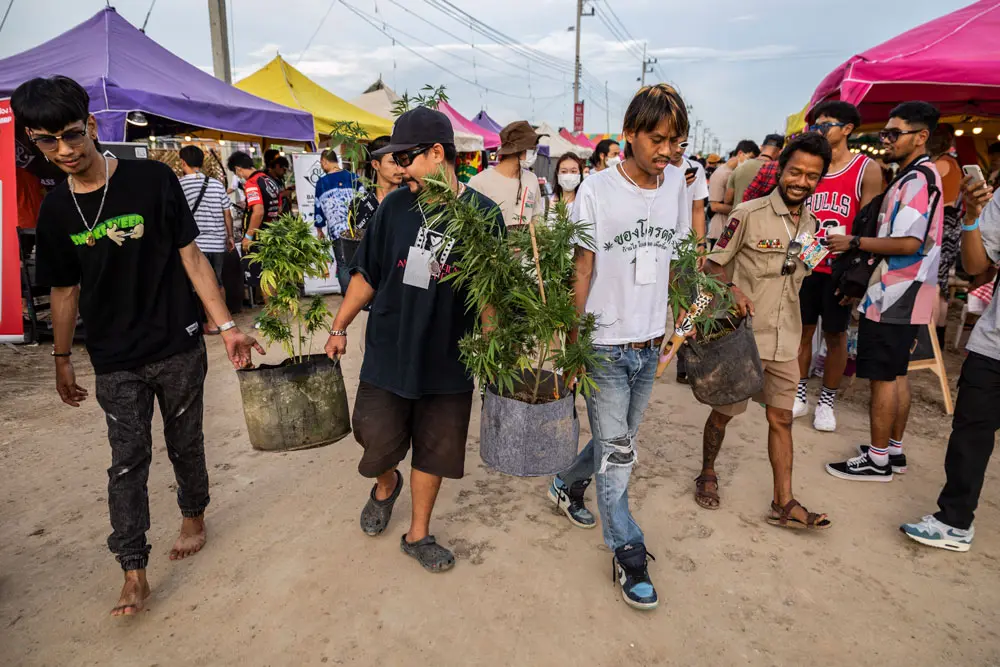 12 June 2022, Thailand, Nakhom Pathom: Festival staff carry marijuana plants during Marijuana Legalization celebrations festival outside of Nakhom Pathom. Photo: Andre Malerba/ZUMA Press Wire/dpa.