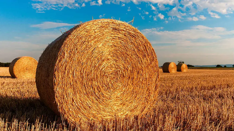 Straw bales agriculture