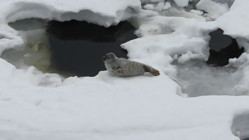 Saimaa-Norppa-by-Ismo-Marttinen-WWF