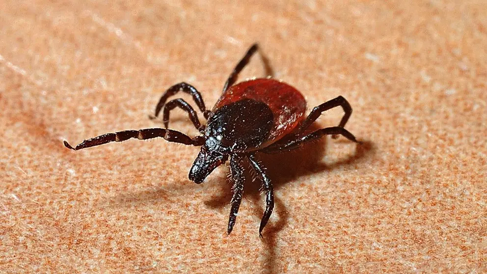 Tick-lyme-disease-tbe