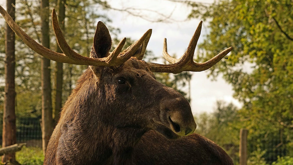 Elk-moose