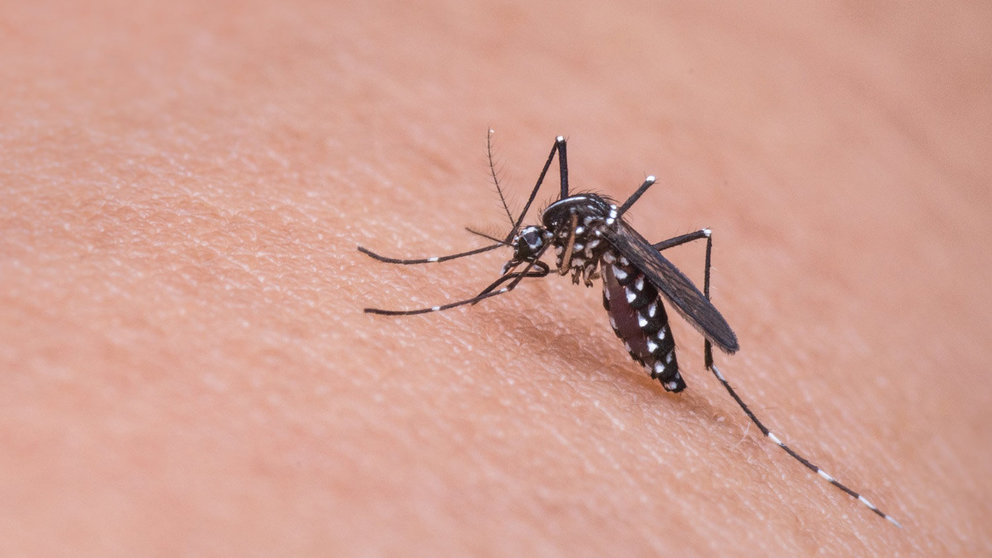 Mosquito-bite-skin