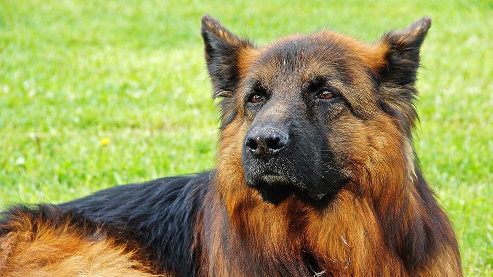 Dog-german-shepherd