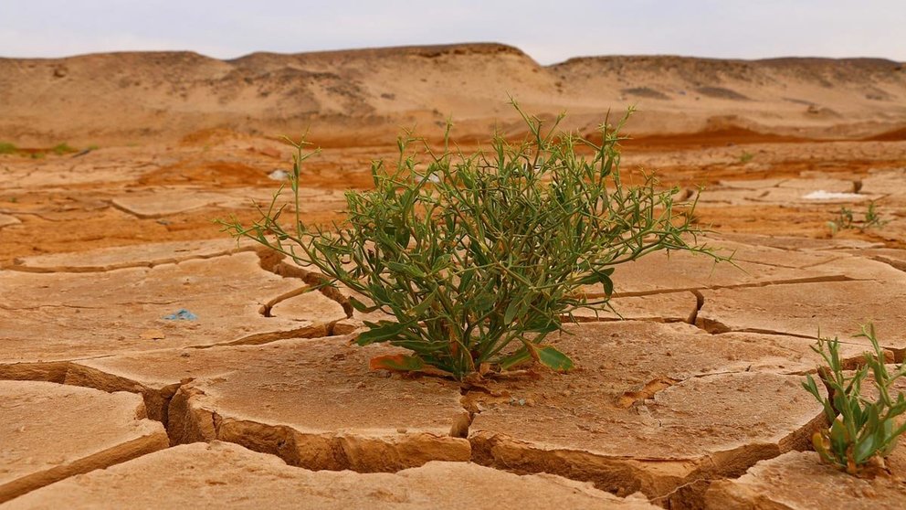 Desert-plant