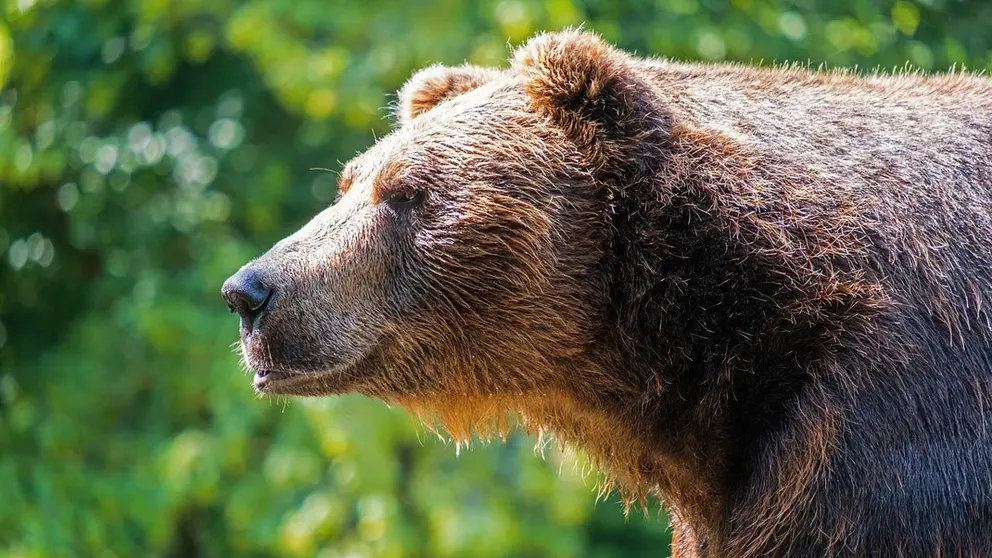 Bear-brown-forest