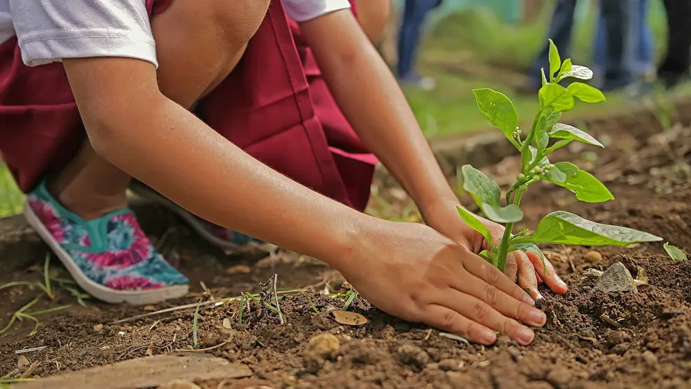 Planting-tree-gardening-agriculture