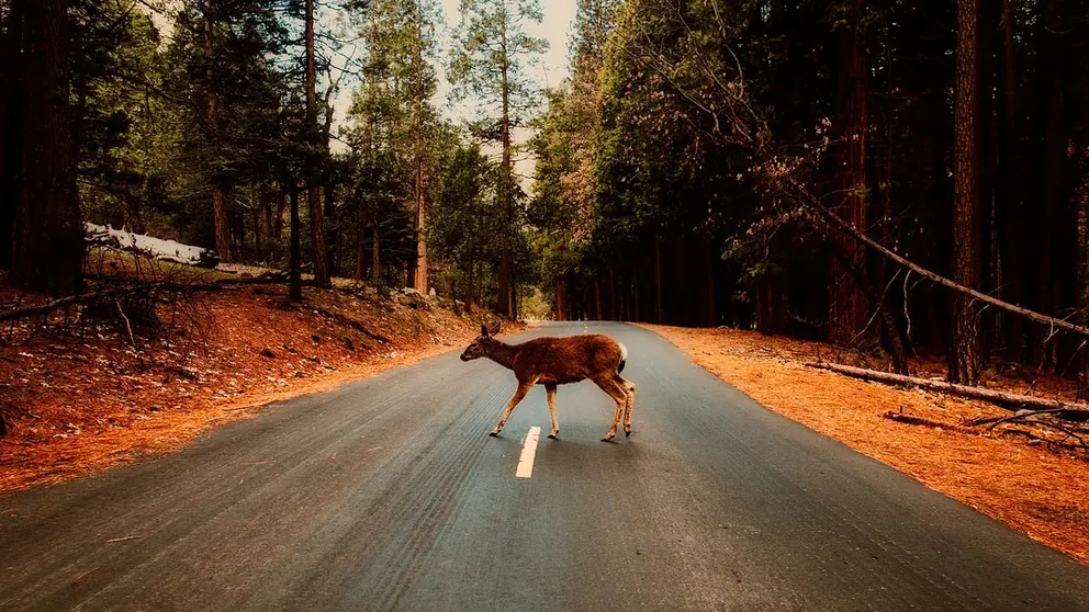 Landscape-deer-road-forest