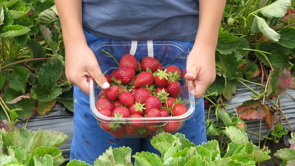 Strawberries