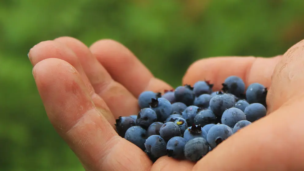 blueberries