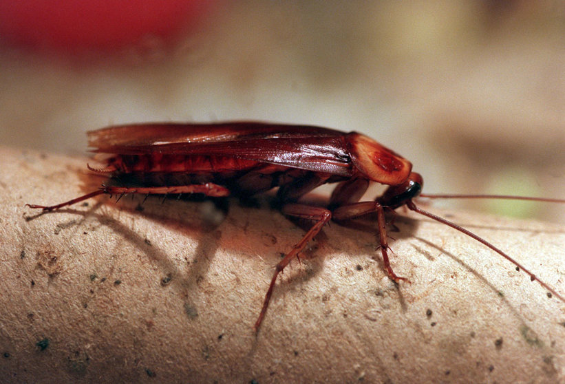 The picture shows an American cockroach crawling along a surface in Frankfurt Main, Germany, 11 October 1996. Even cockroaches become doddery and lazy in old age. Once they have reached the biblical age of 60 weeks, their joints become rusty, they start to stumble and they have a hard time climbing up ascending slopes. According to a report in the magazine &#39;New Scientist&#39; (No. 2422, P. 20), scientist at Case Western Reserve University in Cleveland, Ohio, USA, discovered that elderly cockroaches avoide open and unprotected space in order not to become a victim of dangerous predators. Photo: Stephanie Pilick/dpa