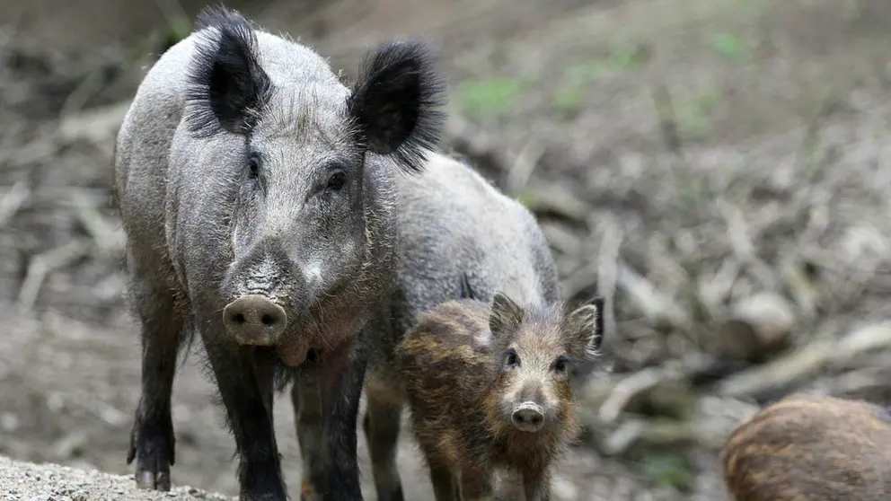 Wild boars