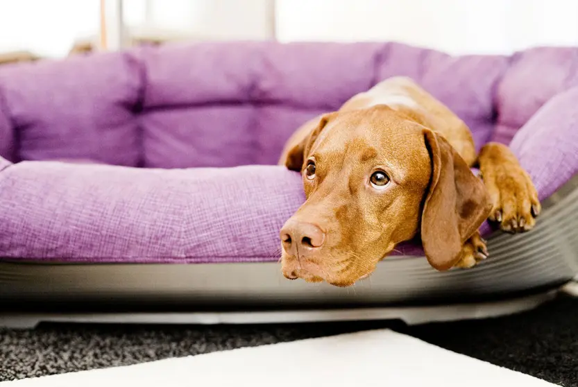 Where did my human go? If you&#39;re heading back to the office after weeks of being at home, you may well be breaking your dog&#39;s heart. Photo: Monique Wuestenhagen/dpa