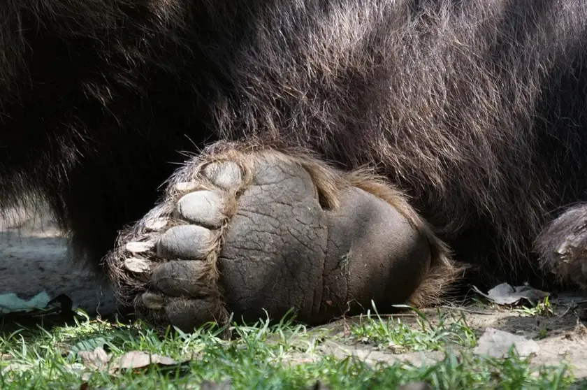 Bear-paw