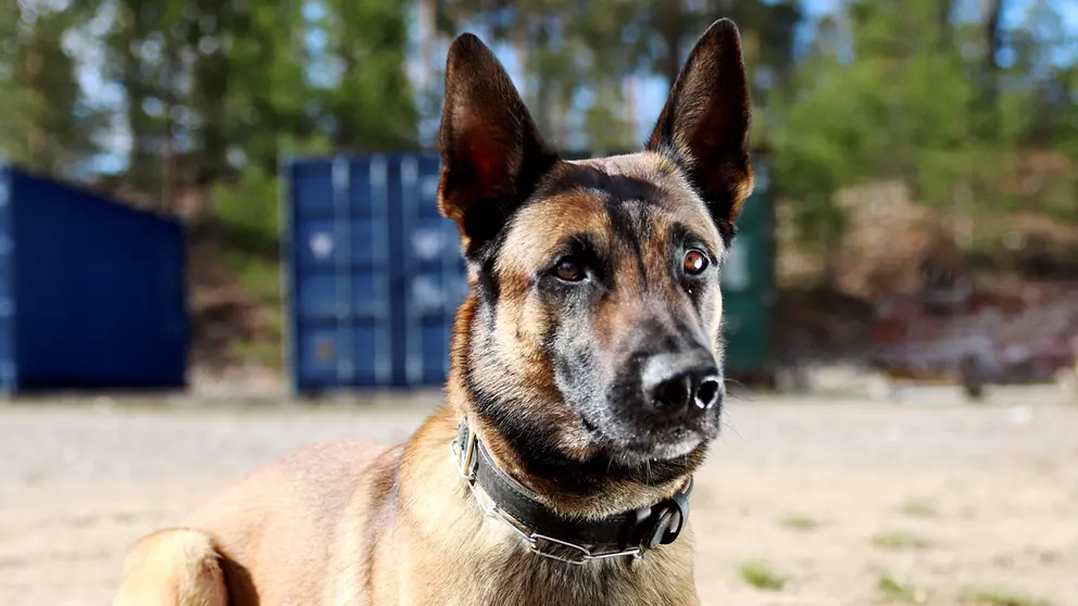 Into, the injured police dog. Photo: Police.