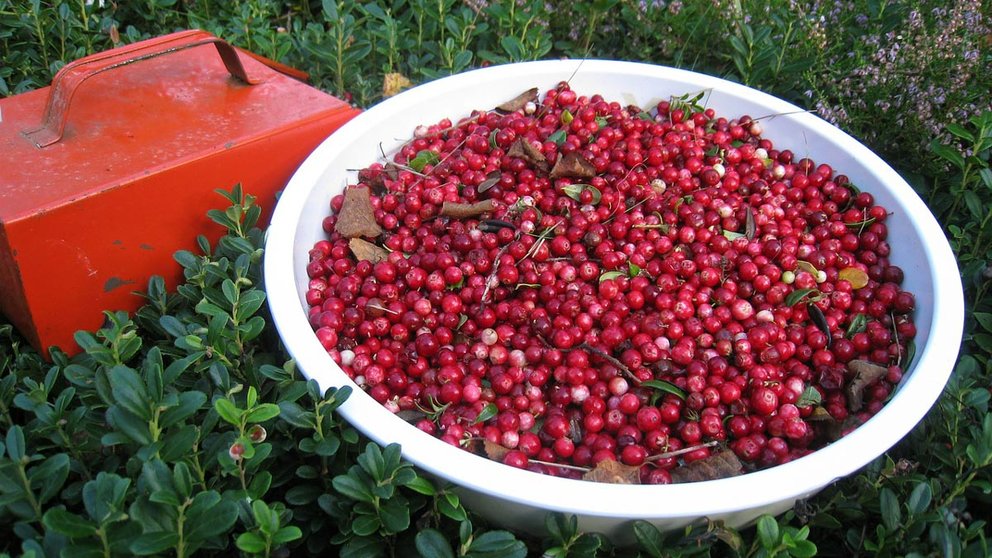 seasonal work Lingon berry pickers by Lena Svensson Pixabay