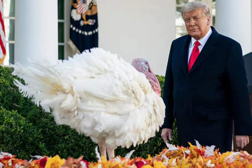 FILED - 24 November 2020, US, Washington: US President Donald Trump pardons 'Corn' as the 2020 National Thanksgiving Turkey during the annual pardoning ceremony of the National Thanksgiving Turkey in the Rose Garden of the White House. Photo: Andrea Hanks/White Housevia ZUMA Wire/dpa